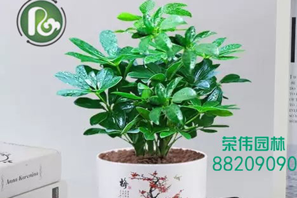 小搖錢樹(shù)吸收甲醛凈化空氣